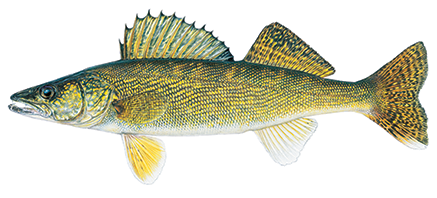 Walleye